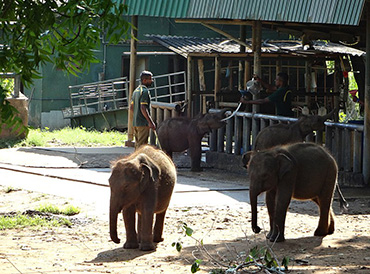 Elephant Transit House